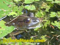 /home//u458753944/public_html/sourcegallery///Frogs/More bullfrogs/P9060093.JPG